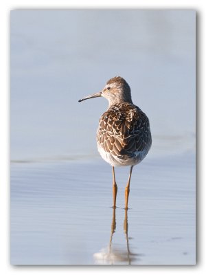 Stilt Sandpiper/Bécasseau à échasses