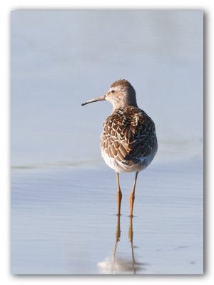 Stilt Sandpiper/Bcasseau  chasses