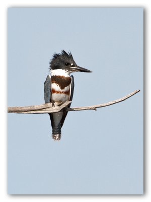 Belted-Kingfisher/Martin-pêcheur d'Amérique