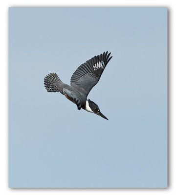 Belted-Kingfisher/Martin-pcheur d'Amrique