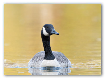 Canada Goose/Bernache du Canada