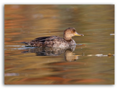 Hooded Merganser/Harle couronn