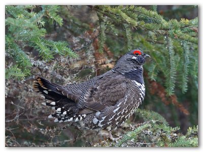 Spruce Grouse/Tétras du Canada