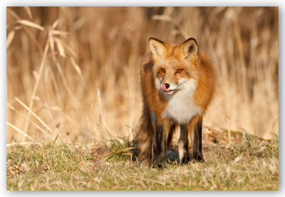 Red Fox/Renard roux 2/3