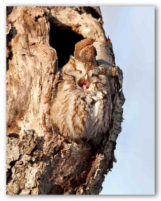 Eastern Screech Owl/Petit Duc Maculé, forme rousse