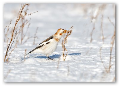 Snow Bunting/Plectrophane des neiges 2/2