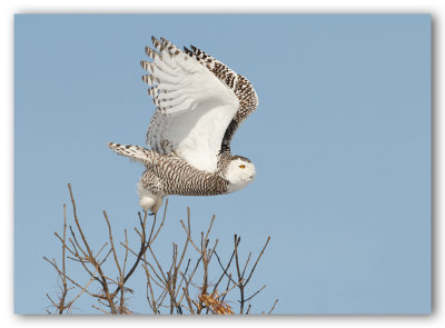 Snowy Owl/Harfang des neiges 1/2