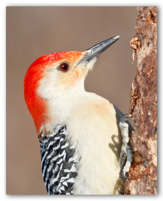Red Bellied Woodpecker/Pic à ventre roux 2/2