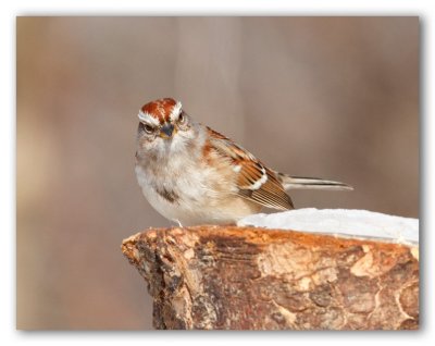 American Tree Sparrow/Bruant hudsonien