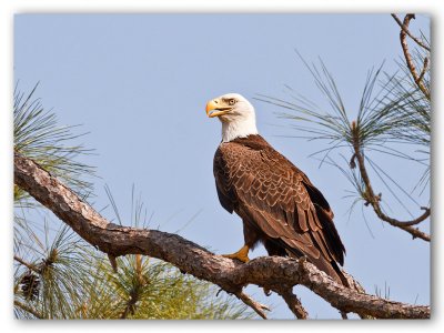 Bald Eagle/Pygargue Cape Coral Fl.