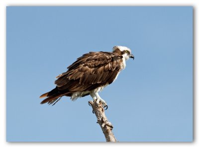 Osprey/Balbuzard, Fl.