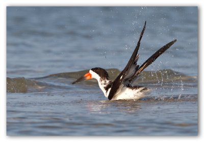 Black Skimmer/Bec-en-ciseaux