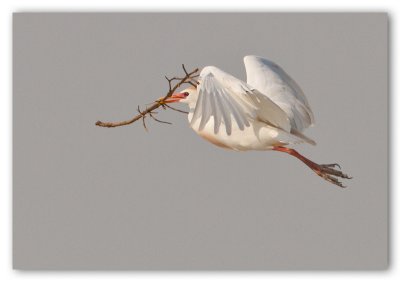 Cattle Egret/Hron garde-boeuf