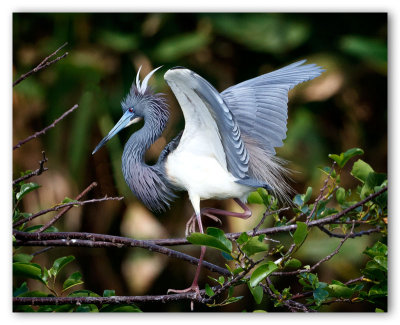 Tricolored Heron/Aigrette tricolore, Wakodahatchee, Fl.
