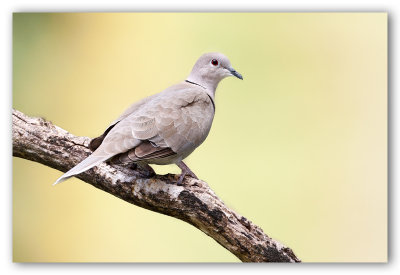 Eurasian Collared-Dove/Tourterelle turque