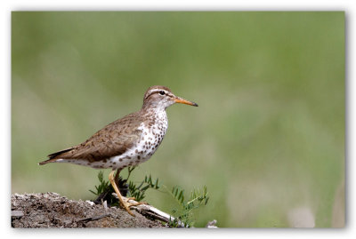 Spotted Sandpiper/Chevalier grivelé