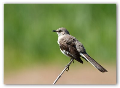 Northern Mockingbird/Moqueur polyglotte