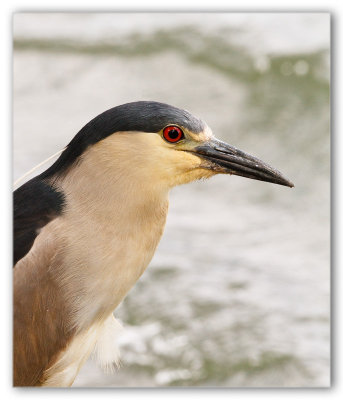 Black-Crowned Night -Heron/Bihoreau gris.jpg