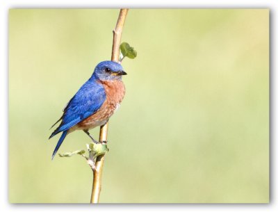 Eastern Bluebird/Merlebleu de l'Est