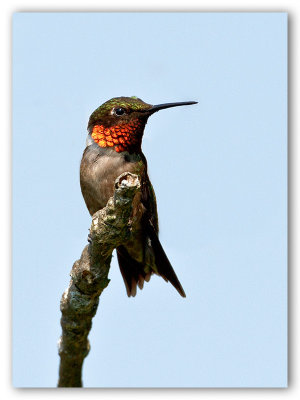 Ruby-throated Hummingbird/Colibri à gorge rubis