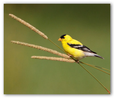 American Goldfinch/Chardonneret jaune