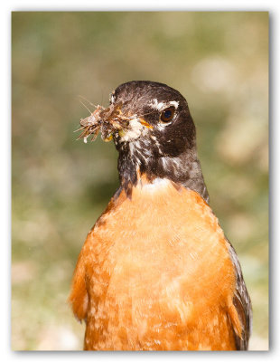 American Robin/Merle d'Amrique