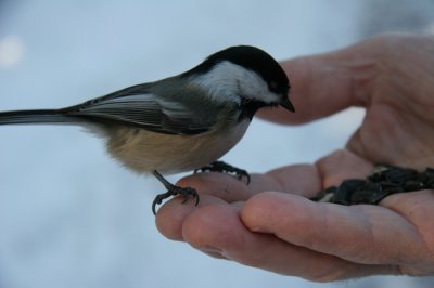 Mesange au Parc du Mont-Bruno