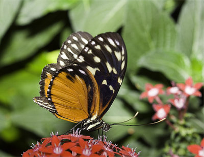 Papillon Jardin Botanique