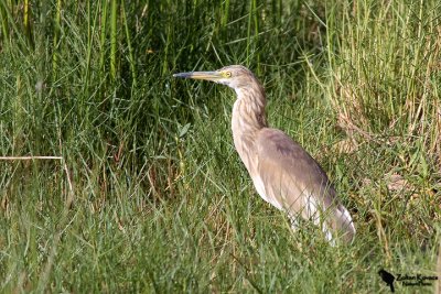 Squacco Heron( Ardeola ralloides)