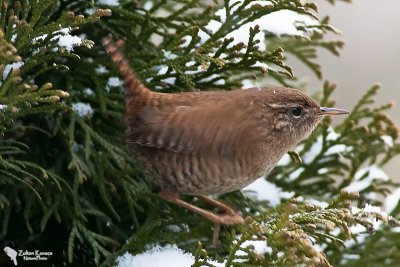 Eurasian Wren (Troglodytes troglodytes)