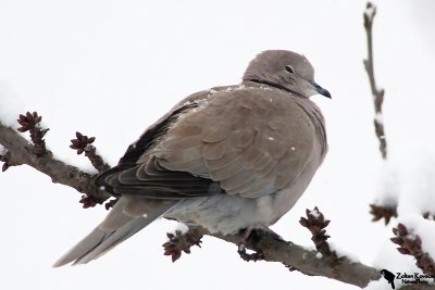  Eurasian Collared Dove (Streptopelia decaocto)