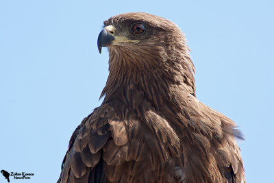 Black Kite (Milvus migrans)