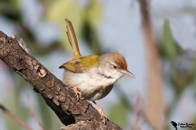 Common Tailorbird (Orthotomus sutorius)