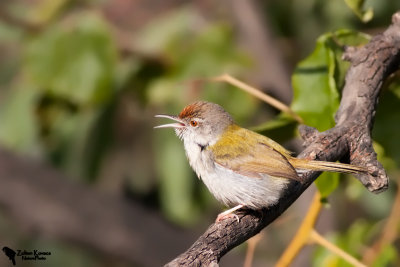 Common Tailorbird (Orthotomus sutorius)