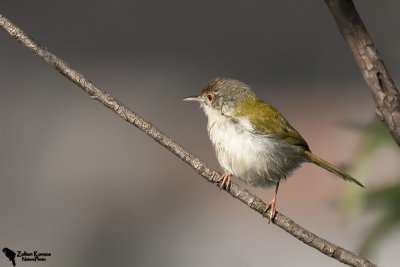 Common tailorbird