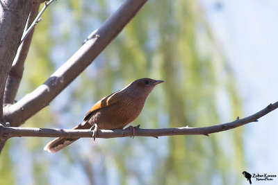 Streaked Laughingthrush (Garrulax lineatus)