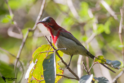 Crimson Sunbird (Aethopyga siparaja)