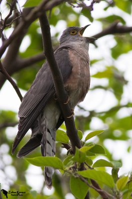 Common Hawk-Cuckoo (Hierococcyx varius)