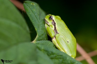 Amphibiant , Reptile & Snail