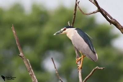 Black-crowned Night Heron