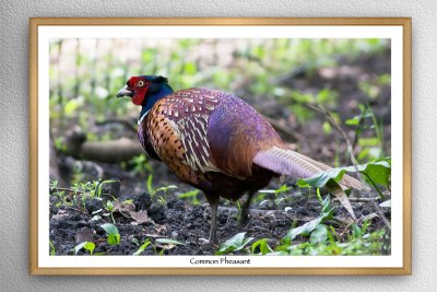 Common Pheasant (Phasianus colchicus)