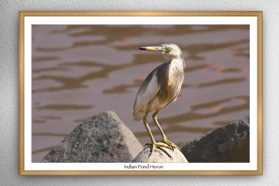 Indian Pond Heron (Ardeola grayii)