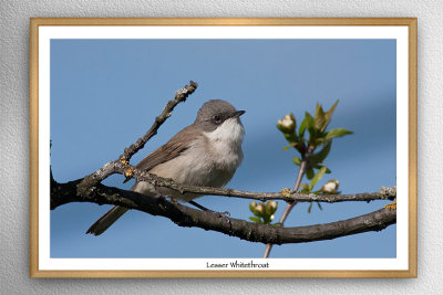 Lesser Whitethroat (Sylvia curruca)