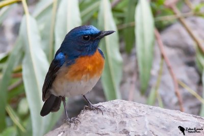 Blue-throated Flycatcher (Cyornis rubeculoides)male