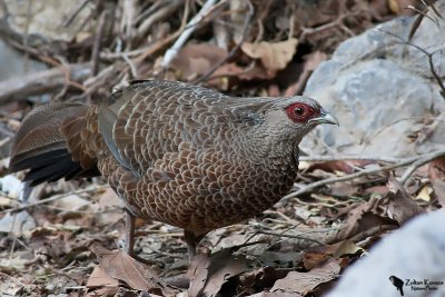 Kalij Pheasant (Lophura leucomelanos)female