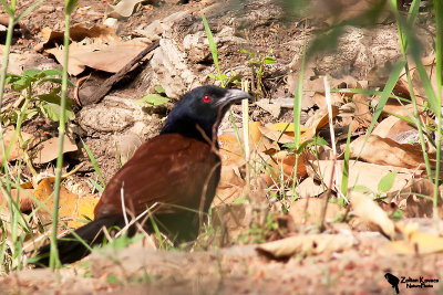 Greater Coucal (Centropus sinensis)