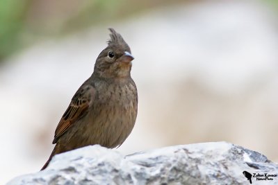 Crested Bunting (Emberiza lathami)