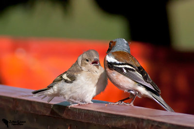Chaffinch (Fringilla coelebs)