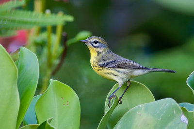 Prairie Warbler (Dendroica discolor)