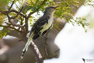 Mimidae - Mockingbirds, Thrashers